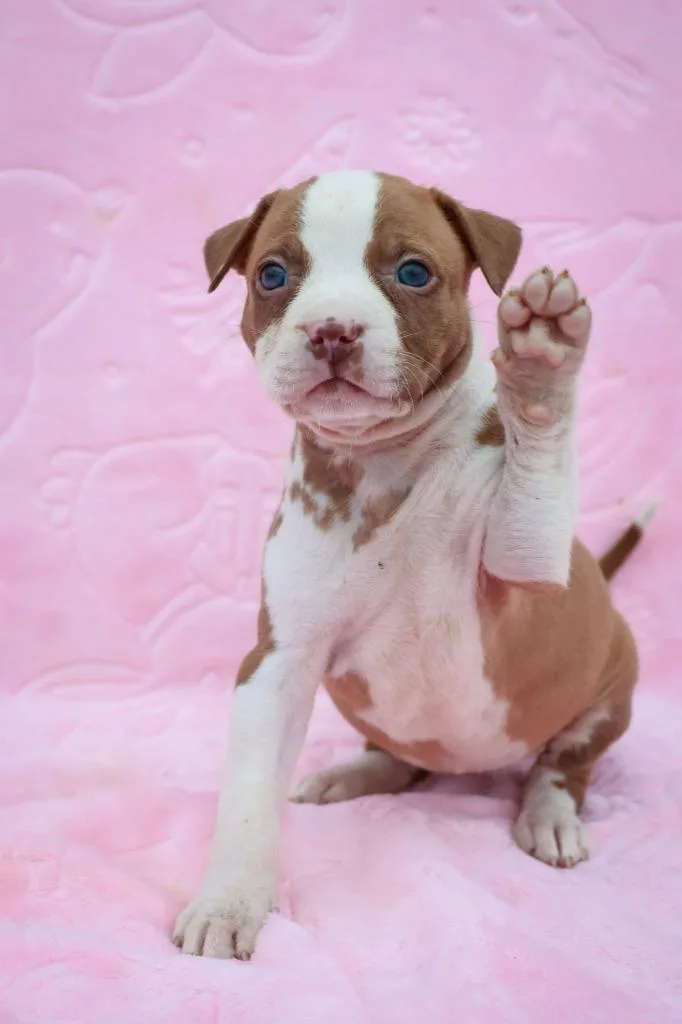 A baby small-sized female Mixed Breed dog named Emily Rose for adoption in Columbia, TN