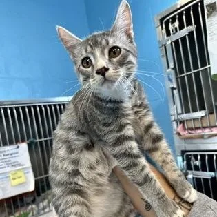 A baby medium-sized male Domestic Short Hair cat named Droid for adoption in Rapid City, SD