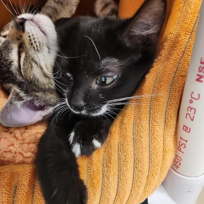 A baby small-sized male Black Domestic Short Hair cat named Noire for adoption in Delaware, OH