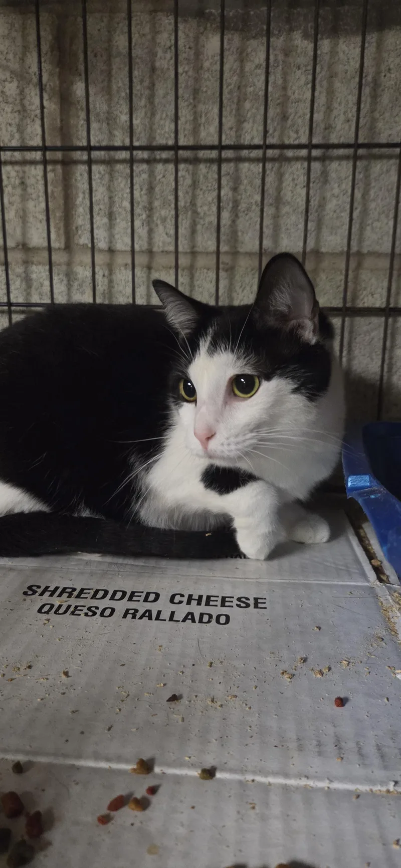 An adult large-sized female Black & White / Tuxedo Domestic Short Hair cat named Cece for adoption in Evansville, IN