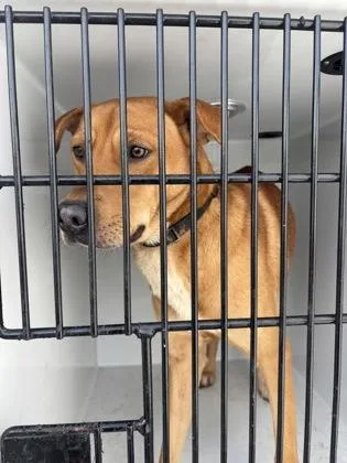 An adult large-sized male Mixed Breed dog named Chosen for adoption in Atlanta, GA