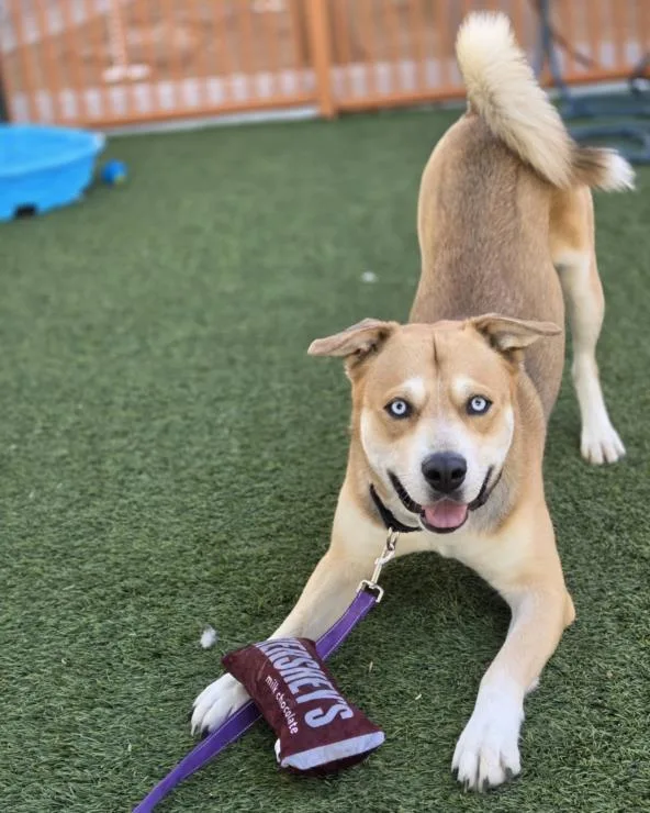 An adult large-sized male Pit Bull Terrier dog named Gus Gus for adoption in Las Vegas, NV