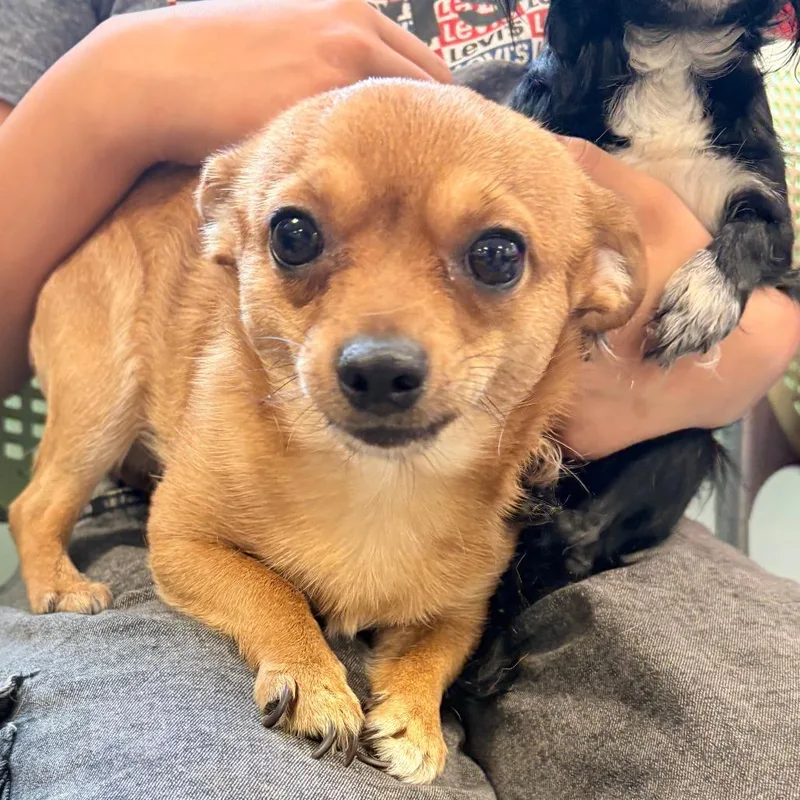 An adult small-sized male Brown / Chocolate Chihuahua dog named Fito Olivares for adoption in Philadelphia, PA