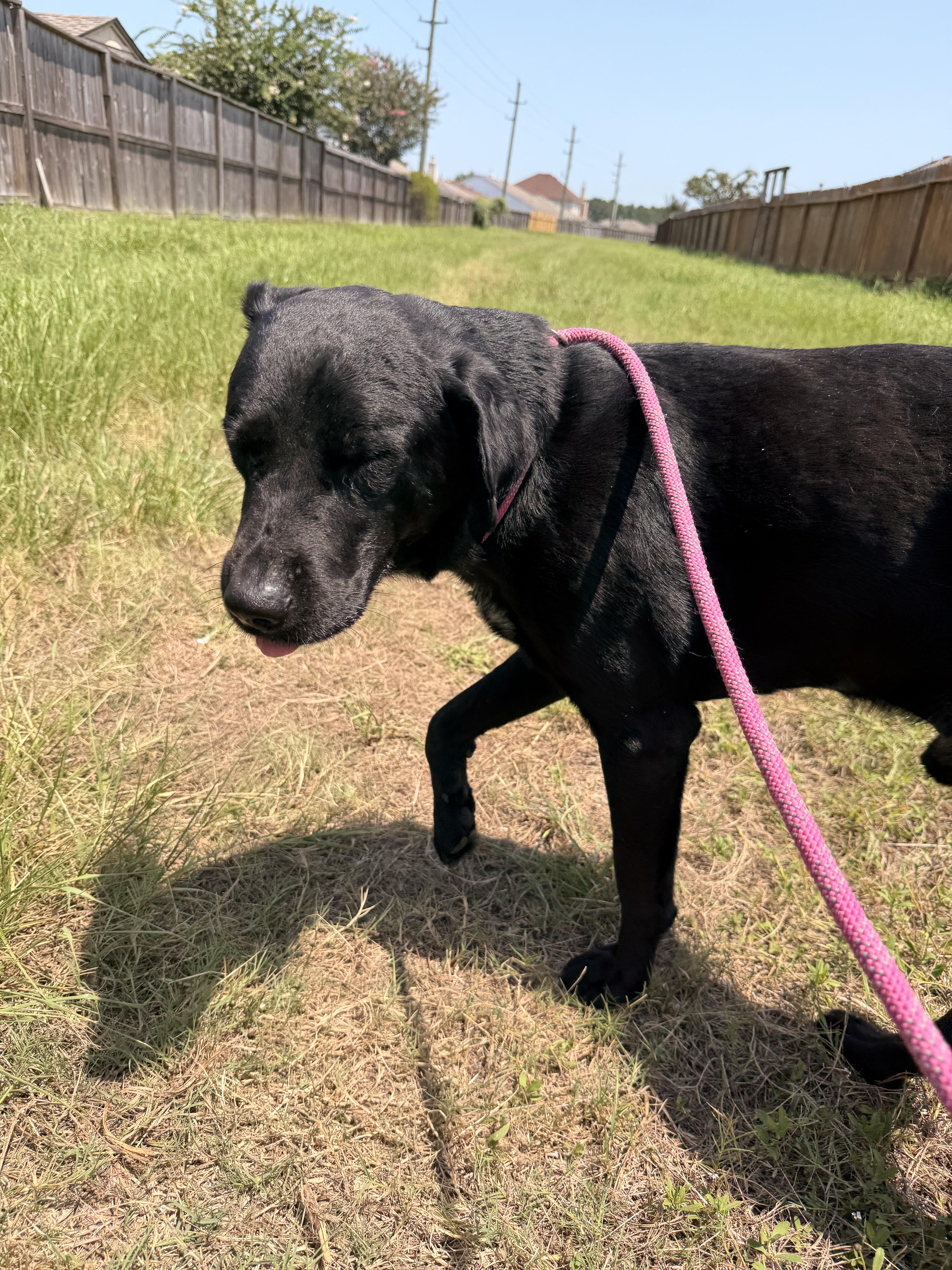 A young medium-sized male Black Labrador Retriever dog named Russell James for adoption in Farmington, MO