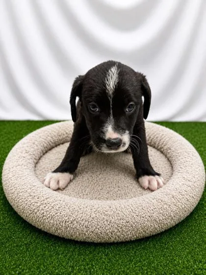 A baby small-sized female Black Mixed Breed dog named Joico for adoption in Covington, LA