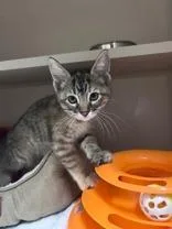 A baby medium-sized female Black Domestic Short Hair cat named Ursula for adoption in Steamboat Springs, CO