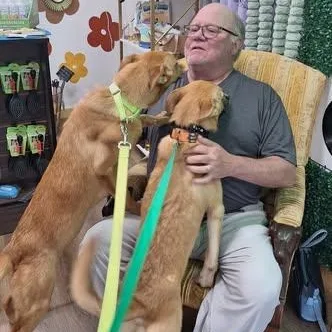 A young medium-sized male Golden Shepherd dog named Sonny's Red River for adoption in Winchester, KY