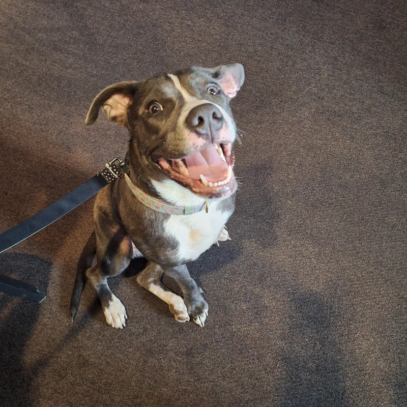 A young medium-sized female Gray / Blue / Silver Pit Bull Terrier dog named Shelby for adoption in Peotone, IL