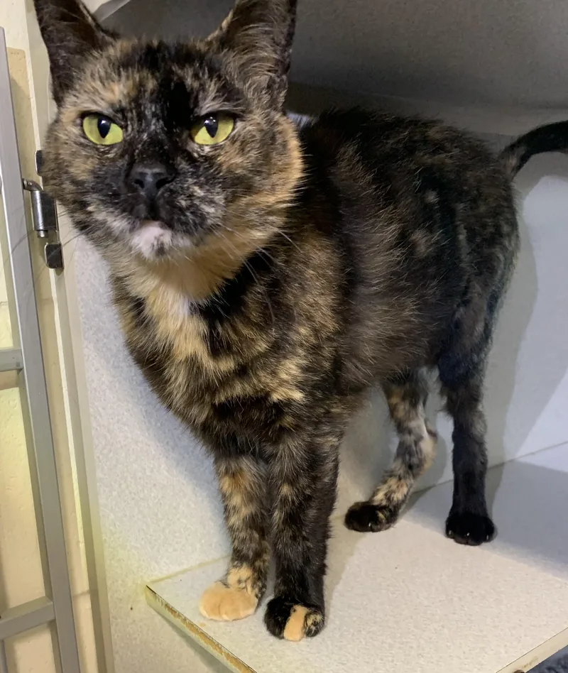A young medium-sized female Tortoiseshell Domestic Short Hair cat named Cleo Sponsored for adoption in Massena, NY