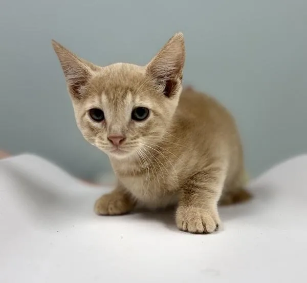 A baby medium-sized male Domestic Short Hair cat named Queso for adoption in Sioux City, IA
