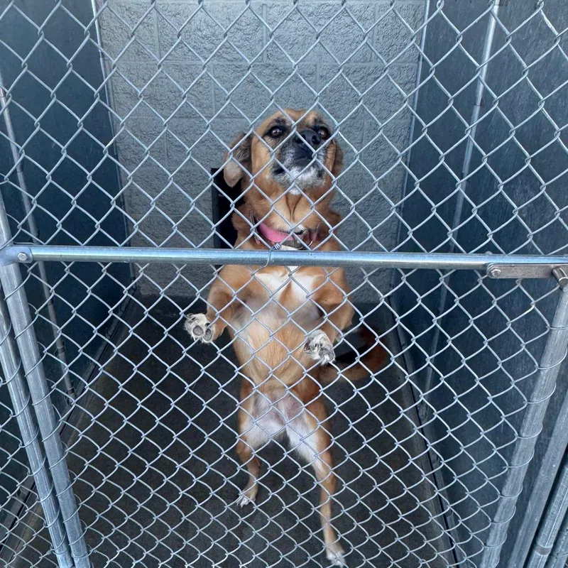 An adult medium-sized female Mixed Breed dog named Foxy for adoption in Shelbyville, IL