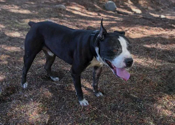 A senior large-sized male Pit Bull Terrier dog named Cheese for adoption in El Cajon, CA