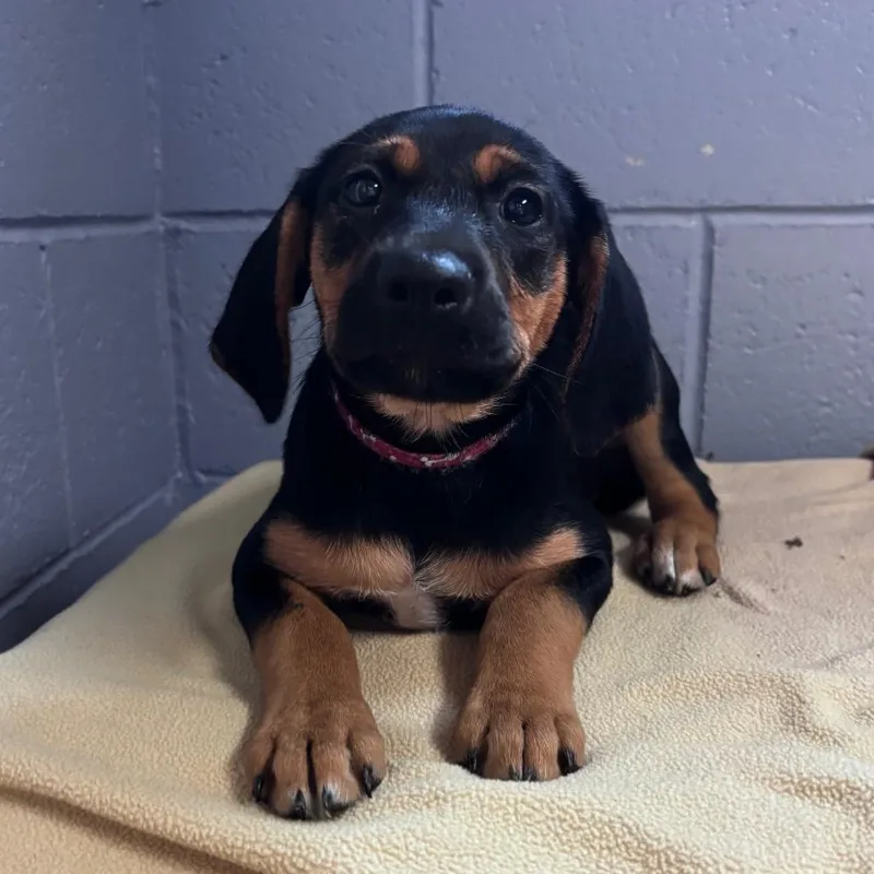 A baby medium-sized female Black American Foxhound dog named Ashley for adoption in Belleville, IL