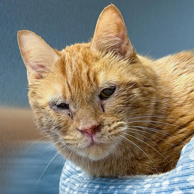 A senior extra large-sized male Domestic Short Hair cat named Sebastian for adoption in Scituate, MA