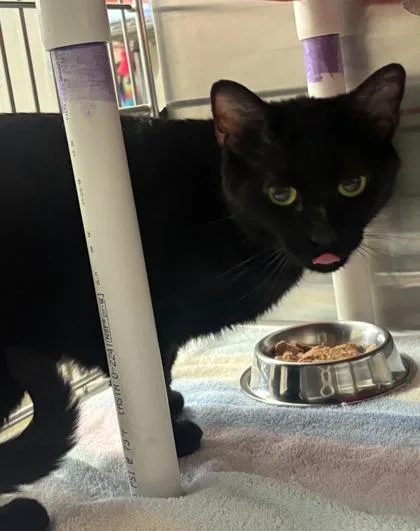 An adult small-sized female Domestic Short Hair cat named Binx for adoption in Cincinnati, OH