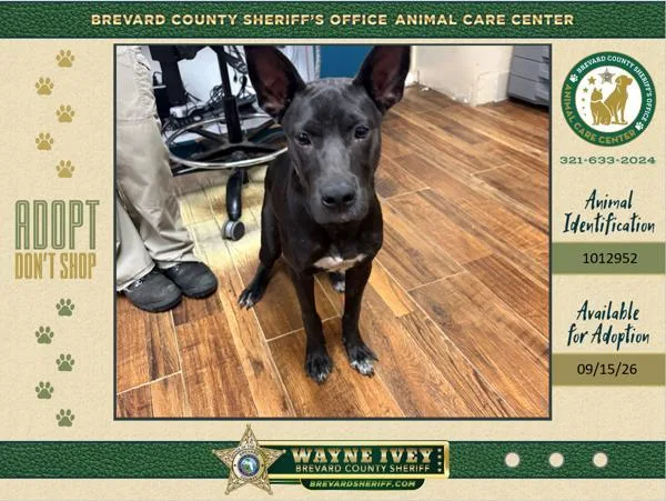 A young medium-sized male Mixed Breed dog named Oak for adoption in Melbourne, FL