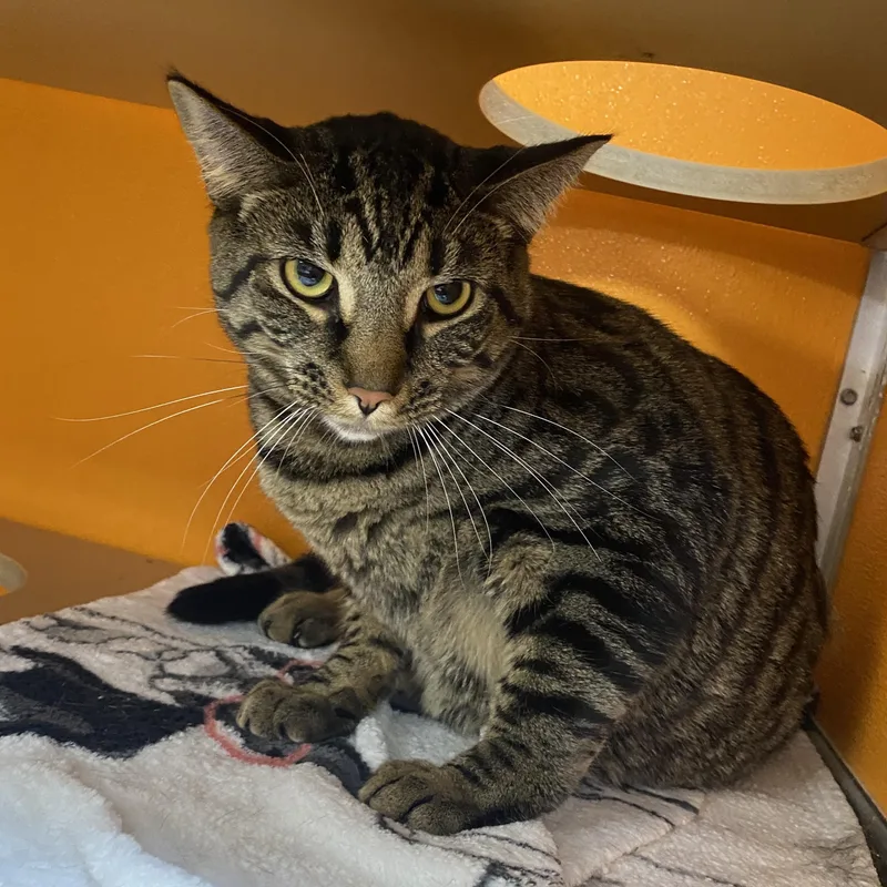 A young medium-sized male Tabby (Buff / Tan / Fawn) Domestic Short Hair cat named Simba for adoption in Elyria, OH