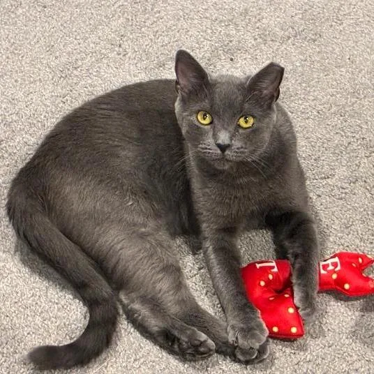 A young large-sized female Gray / Blue / Silver Domestic Short Hair cat named Macy Gray for adoption in Abingdon, MD