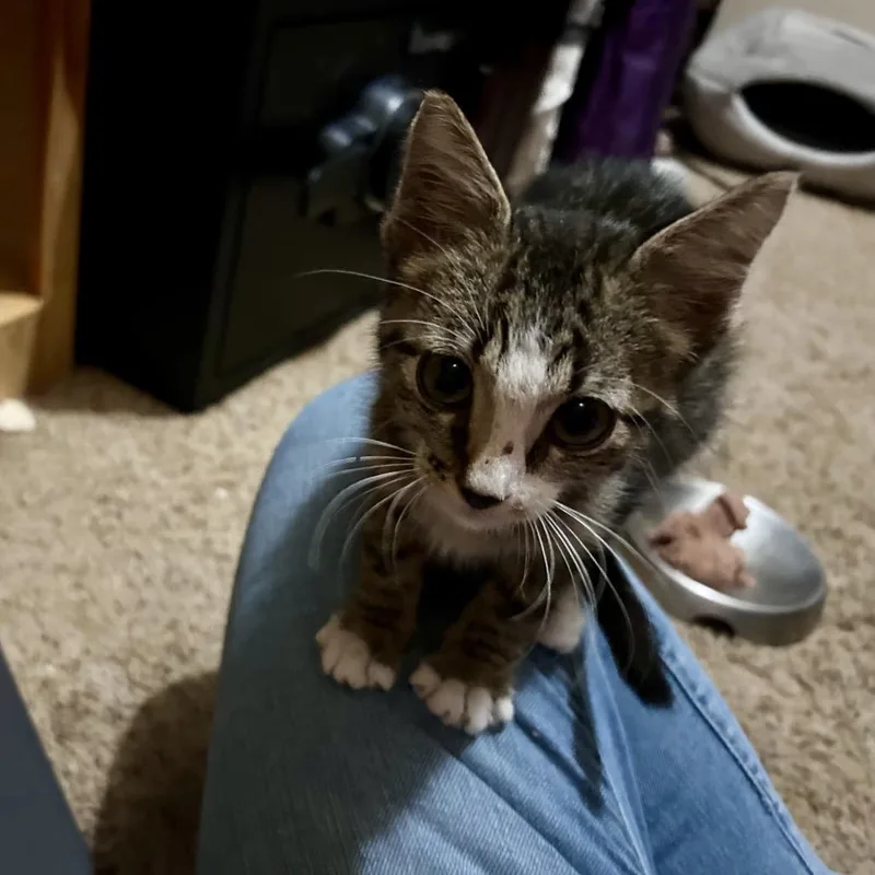Odin thumbnail 2