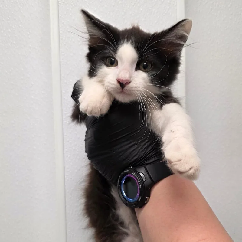 A baby small-sized male Black Domestic Medium Hair cat named Key Lime Pie for adoption in Abilene, TX