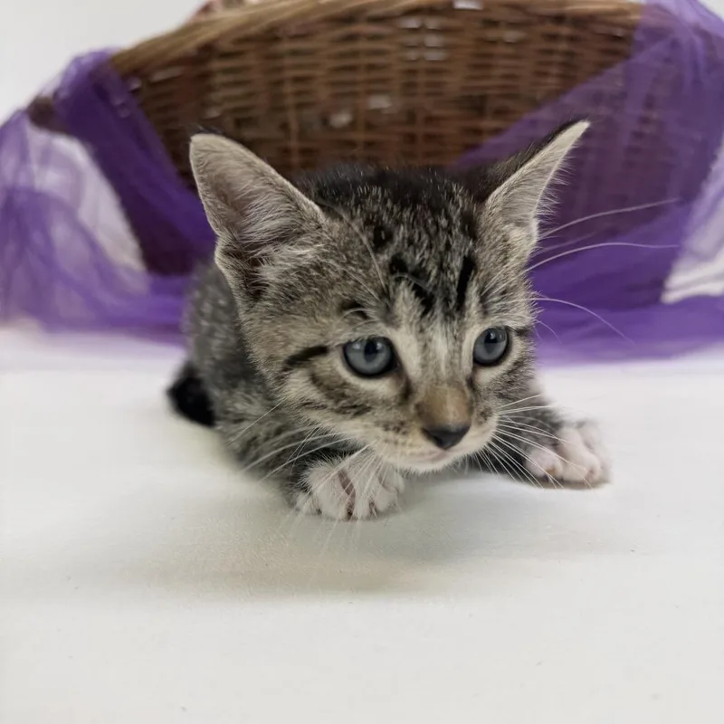 A baby small-sized female Brown / Chocolate Domestic Short Hair cat named GumdropC for adoption in East Saint Louis, IL