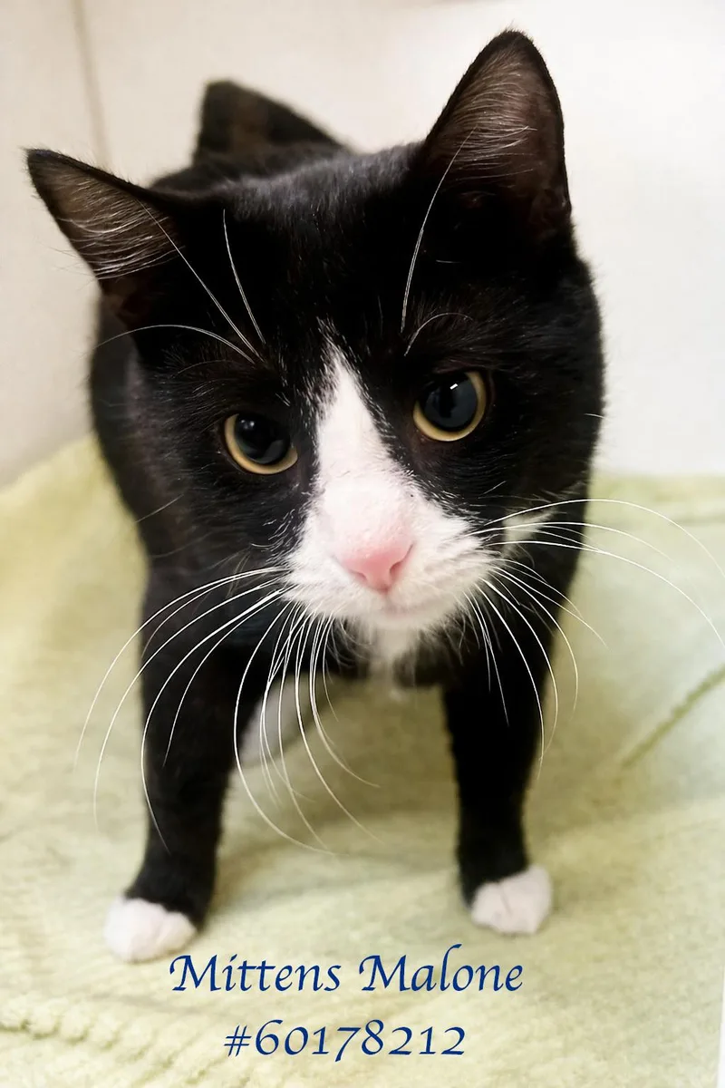 A young medium-sized male Black & White / Tuxedo Tuxedo cat named Mittens Malone for adoption in Wilkes Barre, PA