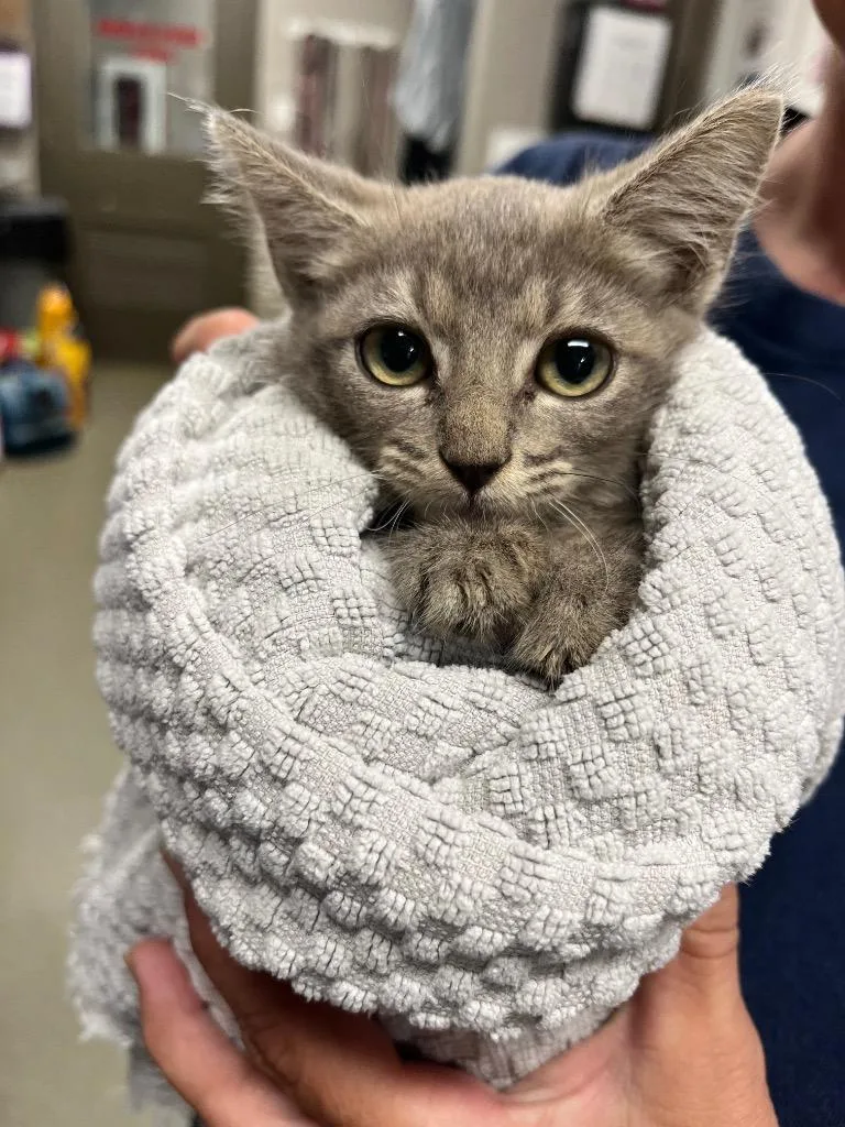 A baby small-sized male Domestic Short Hair cat named Jalapeno for adoption in Hopkinsville, KY