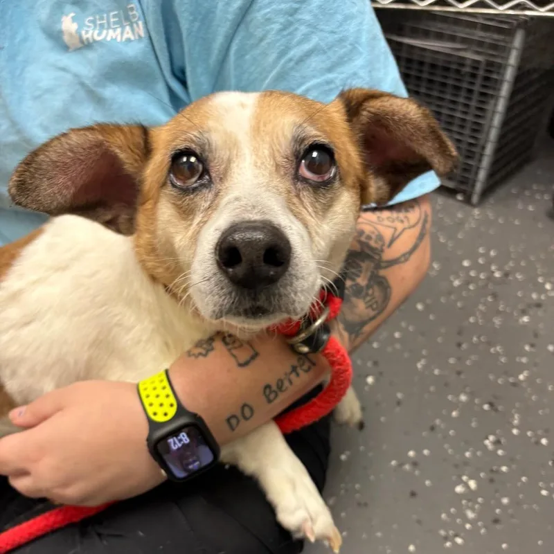 A senior small-sized male Brown / Chocolate Mixed Breed dog named Pirate for adoption in Columbiana, AL