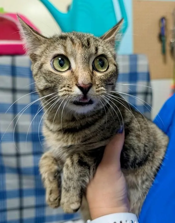 An adult large-sized female Domestic Short Hair cat named Macy for adoption in Dallas, GA