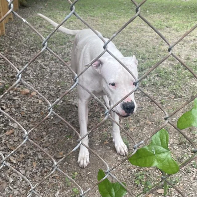 A young large-sized female American Staffordshire Terrier dog named Zofia for adoption in San Antonio, TX