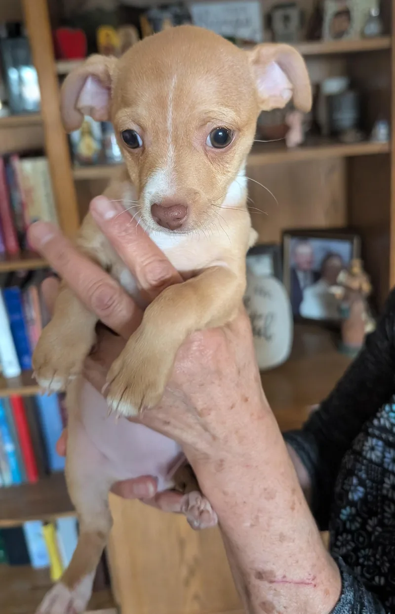 Colette  Puppy
