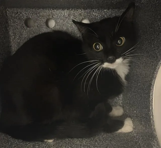 A young small-sized female Domestic Short Hair cat named Amy for adoption in Olathe, KS