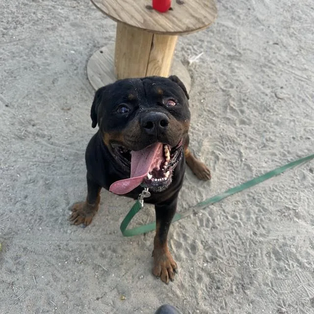 A young large-sized male Rottweiler dog named Morpheus for adoption in Thousand Palms, CA