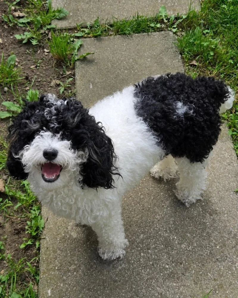 A young small-sized female Poodle dog named Mia for adoption in West Bloomfield, MI