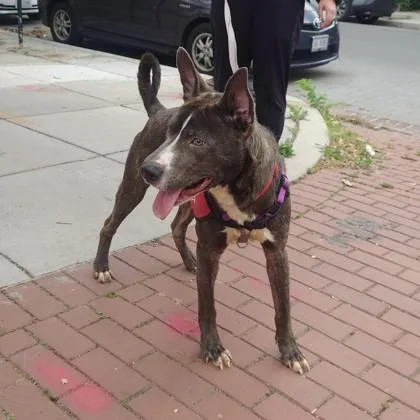 An adult large-sized male Mixed Breed dog named Kodiak for adoption in West Chester, PA