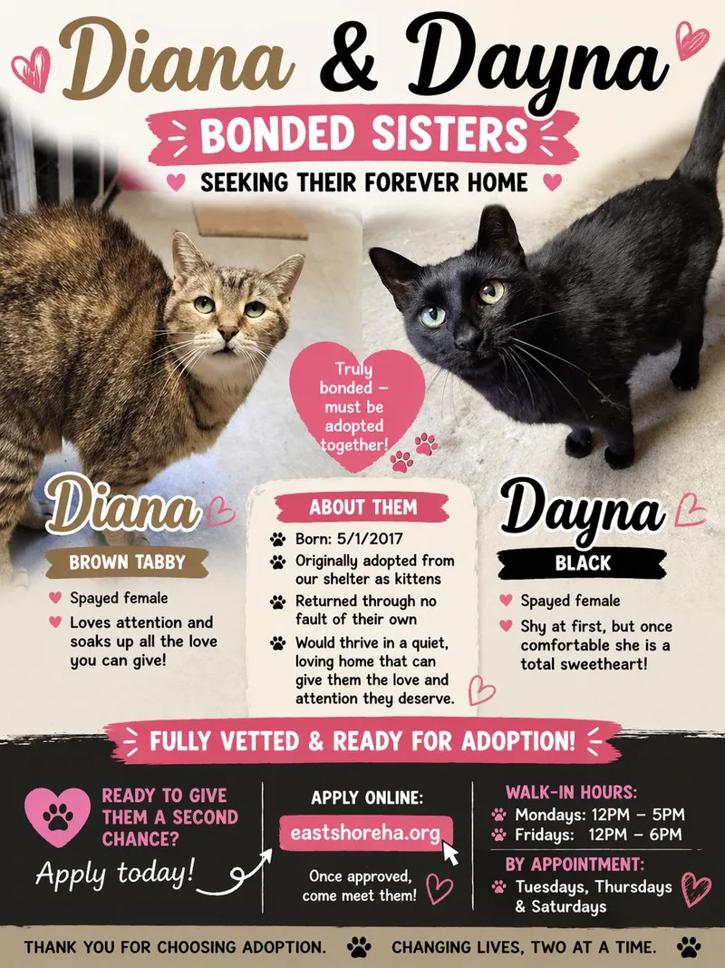 An adult large-sized female Black Domestic Short Hair cat named Diana & Dayna for adoption in Chilton, WI