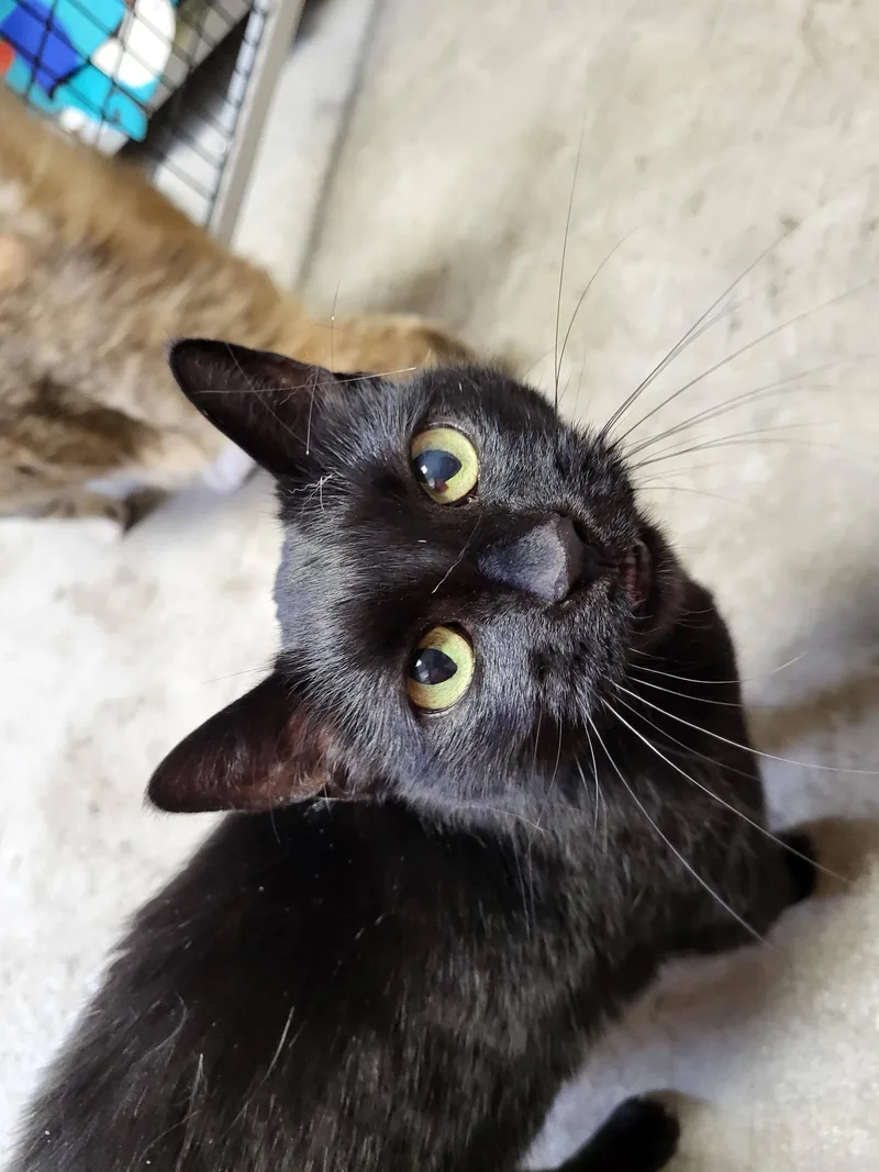 Diana & Dayna thumbnail 2