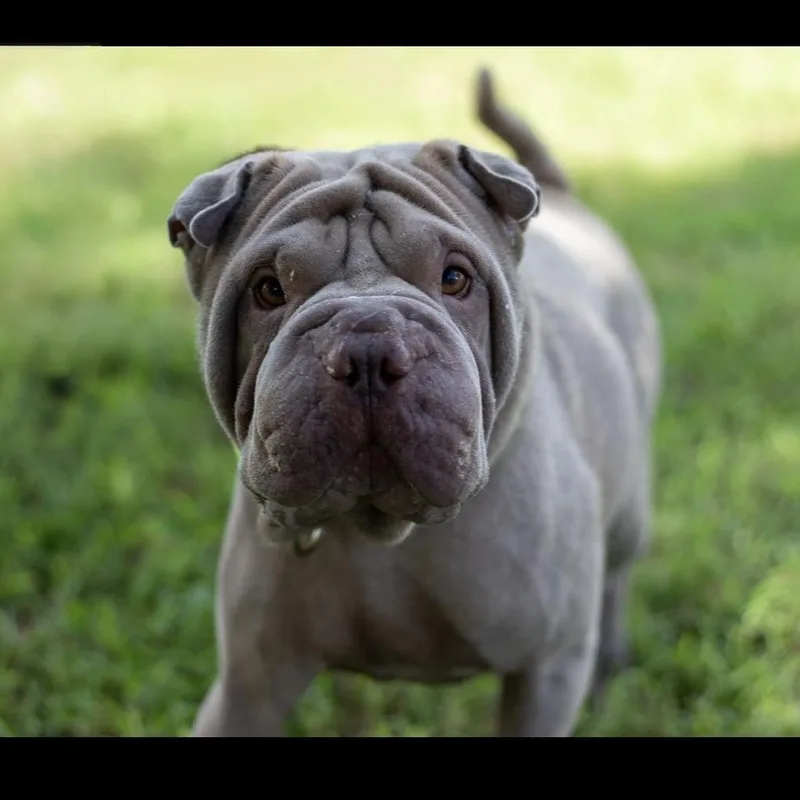 An adult medium-sized male Gray / Blue / Silver Shar-Pei dog named Rex for adoption in Lake Jackson, TX