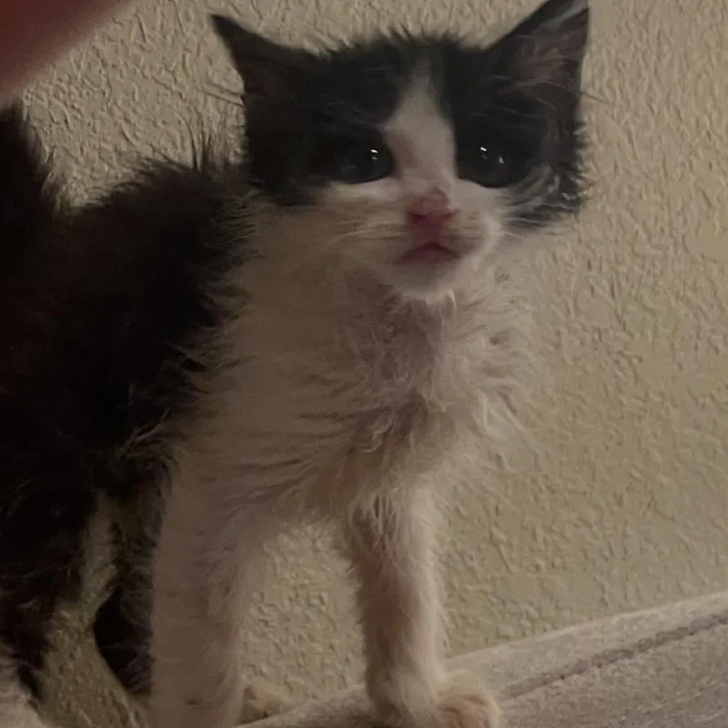 Pico De Gallo
