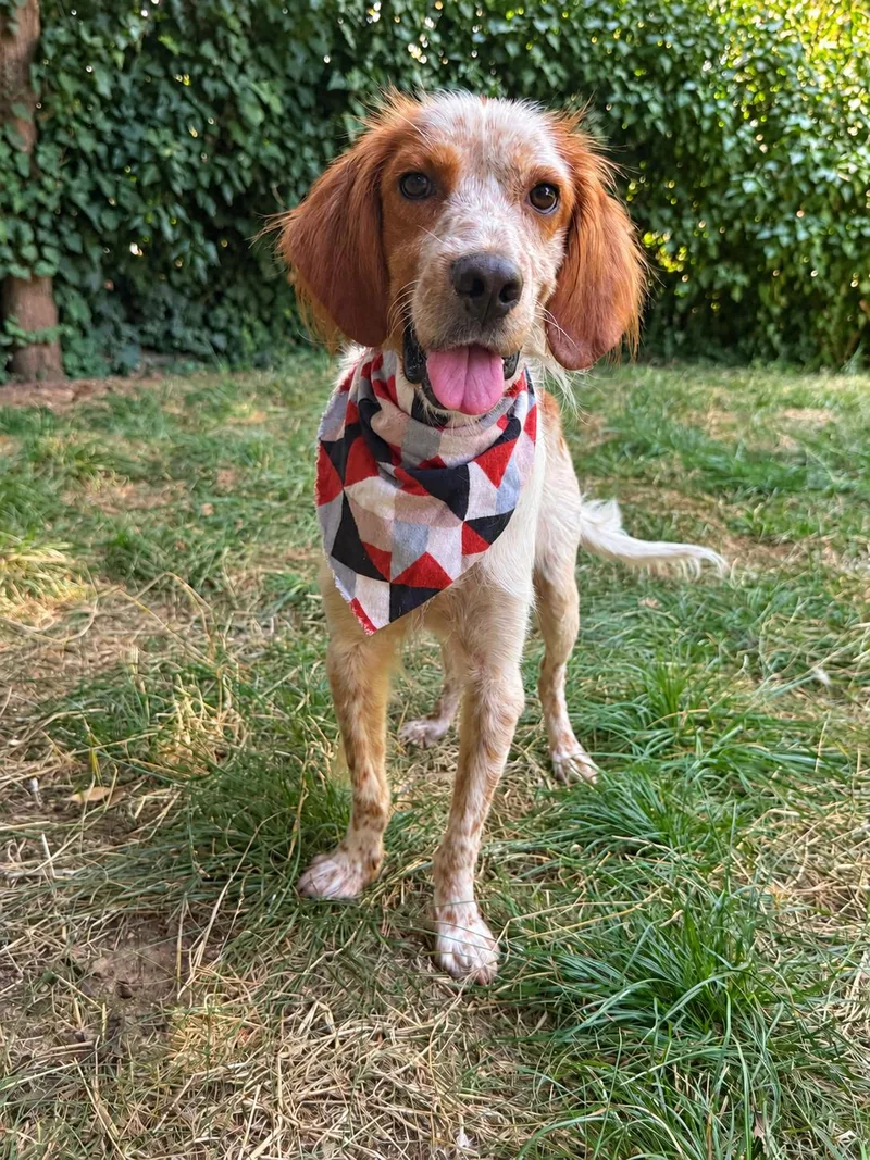 A young medium-sized male Setter dog named Kingston for adoption in Bellingham, WA
