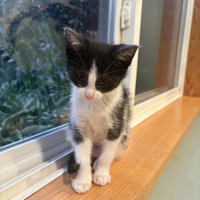 A baby small-sized female Black Domestic Short Hair cat named Groot for adoption in Chaska, MN