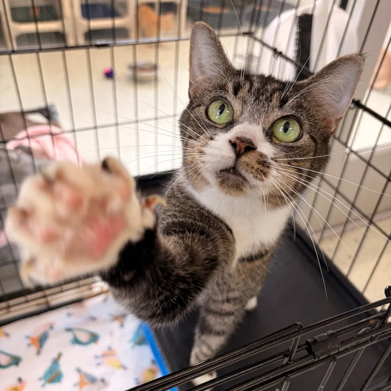 A senior small-sized female Domestic Short Hair cat named Mittens for adoption in Franklin, NC