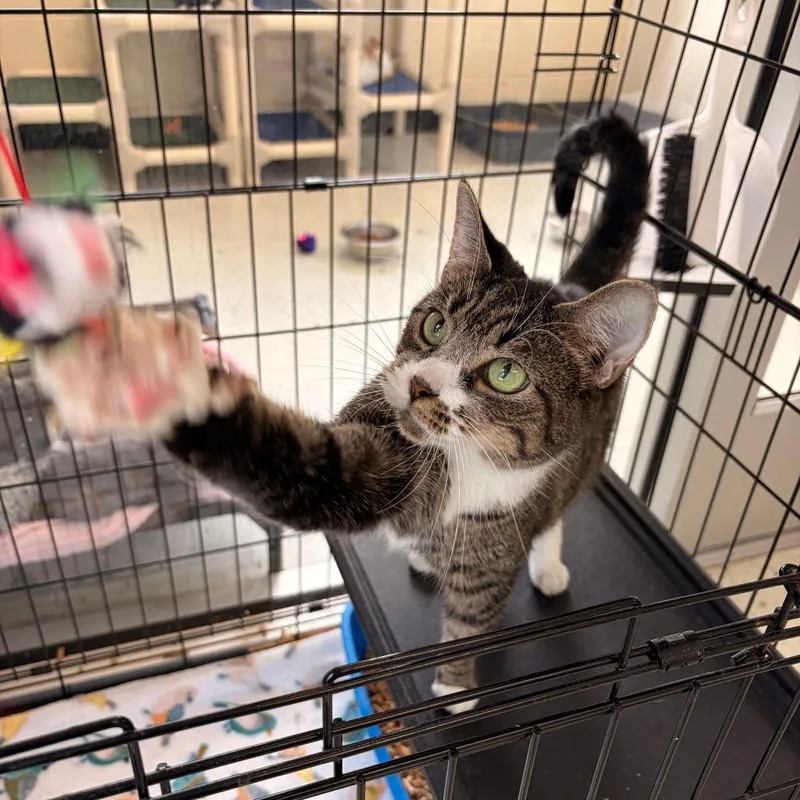 Mittens thumbnail 5