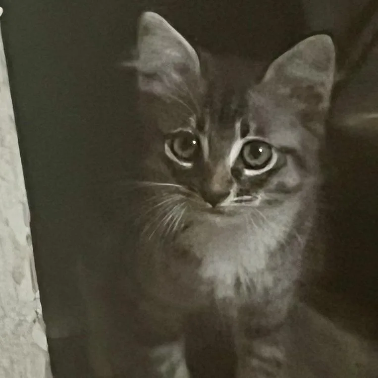 A baby small-sized female Gray / Blue / Silver Domestic Short Hair cat named Sutton Button Lydia for adoption in Beaumont, TX