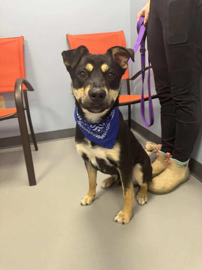 Muffin Man thumbnail 3