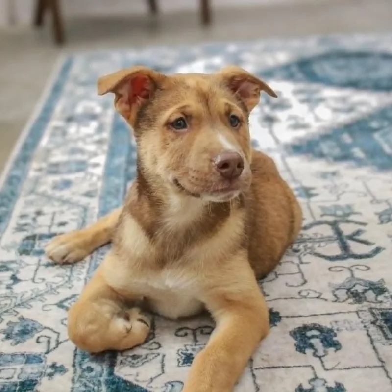 A baby medium-sized male Yellow / Tan / Blond / Fawn Terrier dog named Bandit for adoption in Madisonville, KY