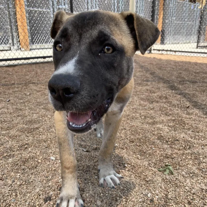 A baby medium-sized male Yellow / Tan / Blond / Fawn Mixed Breed dog named Kong for adoption in Sand Springs, OK