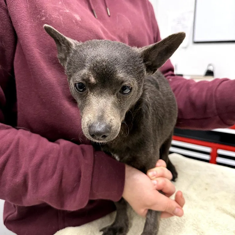 An adult small-sized male Chihuahua dog named Deco for adoption in Chico, CA