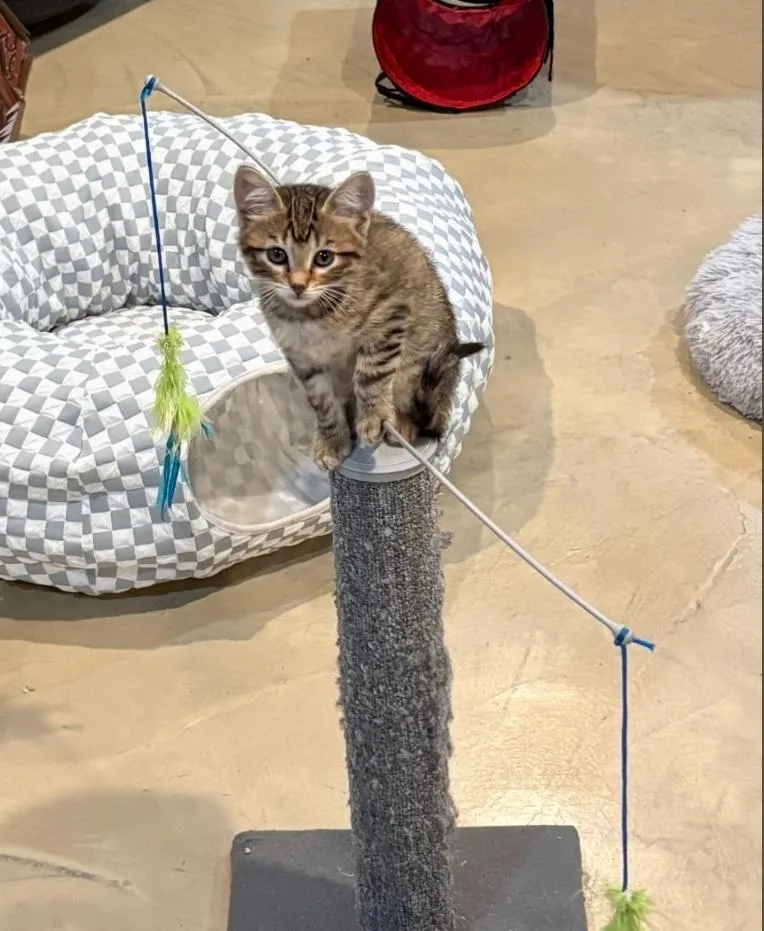 A baby medium-sized male Tabby (Brown / Chocolate) Domestic Short Hair cat named Boba for adoption in Lincoln, NE