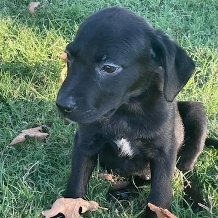 A young medium-sized male Black Mixed Breed dog named Cheese for adoption in Bentonville, AR